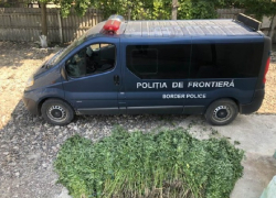 В Сорокском районе была обнаружена огромная плантация конопли