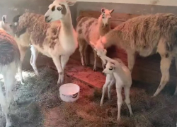 В кишиневском зоопарке родилась лама