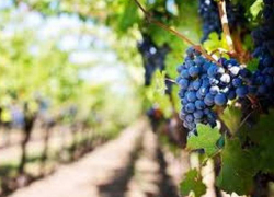 Труп мужчины с огнестрельными ранами обнаружили в Хынчештах