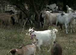 58 коров и 11 овец скончались в селе Бэдражий Ной после того, как побывали на загадочном пастбище