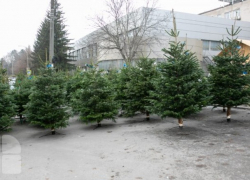 Куда девать новогодние елки