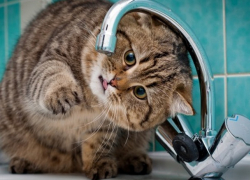 Некоторые жители Кишинева останутся в четверг без воды 