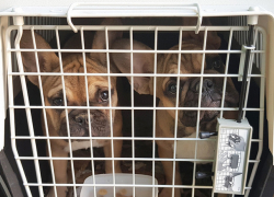 16 щенков-нелегалов из Молдовы задержали на Брянской таможне