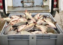 В Кишиневе изъяли более 500 кг свежей рыбы, непригодной для еды