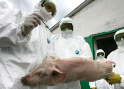 Молдове угрожает африканская чума свиней