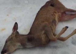 В Кодрах под Лозова обнаружены четыре косули, застреленные браконьерами, сельчане в шоке