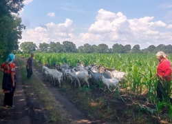 В Каменке пропавшее стадо коз нашли на границе с Украиной
