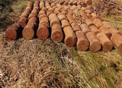 Либо не сдавать бомбы, либо не искать солдат - дилемма поисковиков на фоне равнодушия властей