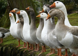 Сосед отрубил женщине газ из-за выпаса гусей