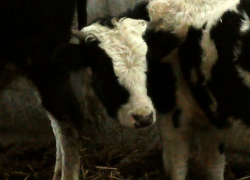 «Хотел зарезать и съесть»: вор из Кицкан о мотивах преступления