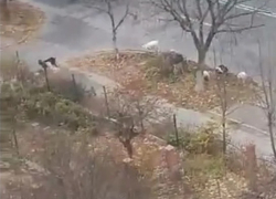 Стадо коз сбежало от хозяина и принялось разгуливать по улицам Кишинева