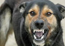 В Хынчештах на девочку напала стая бездомных собак