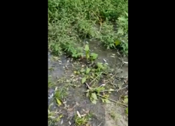 Криулянское озеро нечистот - власти ничего не предпринимают