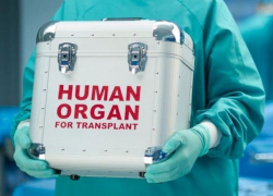 Что означает присоединение РМ к европлатформе по трансплантации органов?