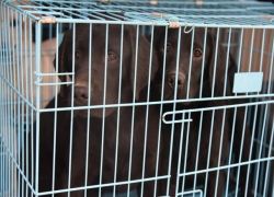 Зоозащитники обеспокоены новым законопроектом о защите животных