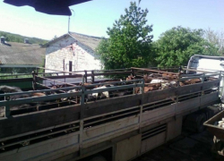 Загадочный молдавский пастух совершил необычное преступление со стадом коров