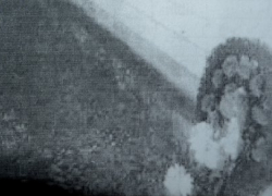 Дома руководства молдавского лицея "украсили" похоронными венками и презервативами