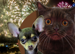 ANSA: фейерверки опасны для животных и окружающей среды