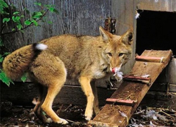 Набегами на курятник соседа промышлял неработающий житель Приднестровья 