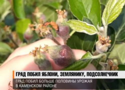 Потеряна половина урожая: в Приднестровье град побил яблоки, землянику и подсолнечник 