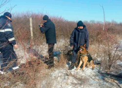Служебный пес выследил воров, укравших свинью