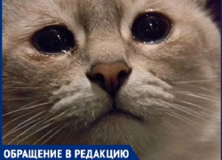 Наехала на кошку и не отреагировала на замечание - бездушие некоторых кишиневцев убивает