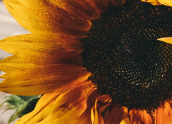 Температура растет – погода в Молдове на четверг 