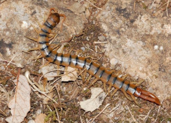 Внимание! Вслед за пауками в Приднестровье появилась ядовитая сколопендра