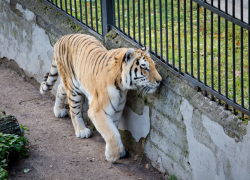 Кишиневский зоопарк организует бесплатные экскурсии