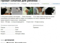 В Кишинёве теперь можно взять собаку напрокат - залог составляет 100 евро