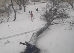  На Ботанике дерево рухнуло на троих детей: реакция муниципальных властей