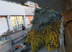 Незаконная вырубка деревьев в Кишиневе, как норма жизни - была бы чья-то мошна полной доверху