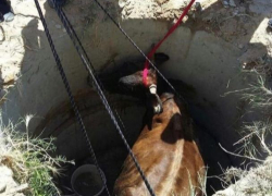 В Каушанском районе корова провалилась в колодец, несчастное животное доставали спасатели