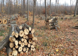 Десятки здоровых деревьев спилили в лесу между Кондрицей и Кэприяной
