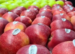Молдова сталкивается с проблемой экспорта яблок
