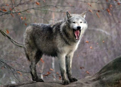 В Молдове зарегистрированы 4 случая бешенства, один из них - в муниципии Кишинев