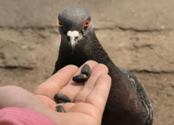 Две молдавские фирмы «кинули» на 125 тонн семечек