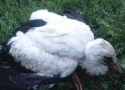 Сотрудники молдавского МЧС спасли аистенка, выпавшего из гнезда