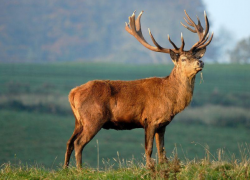 Двум любителям охоты придется ответить за убийство оленя в заповеднике