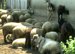 Бунт жителей села в Кантемирском районе вызвали вонючие овцы пенсионеров