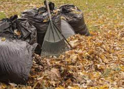 Экологи призывают людей не сжигать опавшую листву 