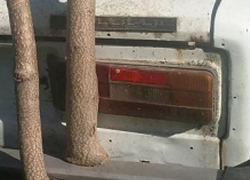 Надежнейшей противоугонной системой стало дерево, проросшее сквозь "Жигули" в Одессе