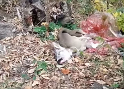 Жуткую расправу с молодой косулей в парке сняли на видео