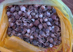 В столице у женщины конфисковали 450 головок мака