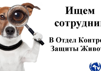 Обзор городских вакансий: любителям животных - сюда
