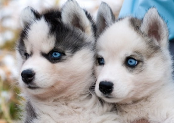 В Молдове процветает «черный рынок» породистых питомцев