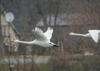В Молдове зарегистрировали 88 видов диких птиц