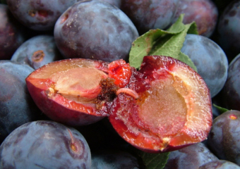 "Сразу видно, что в Европу идем" - в Молдове даже сливы невозможно продать