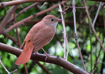 Редкий гость в Молдове: орнитологи окольцевали южного соловья