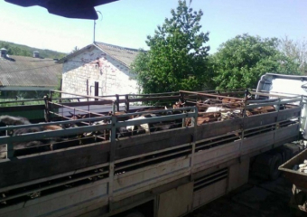 Загадочный молдавский пастух совершил необычное преступление со стадом коров